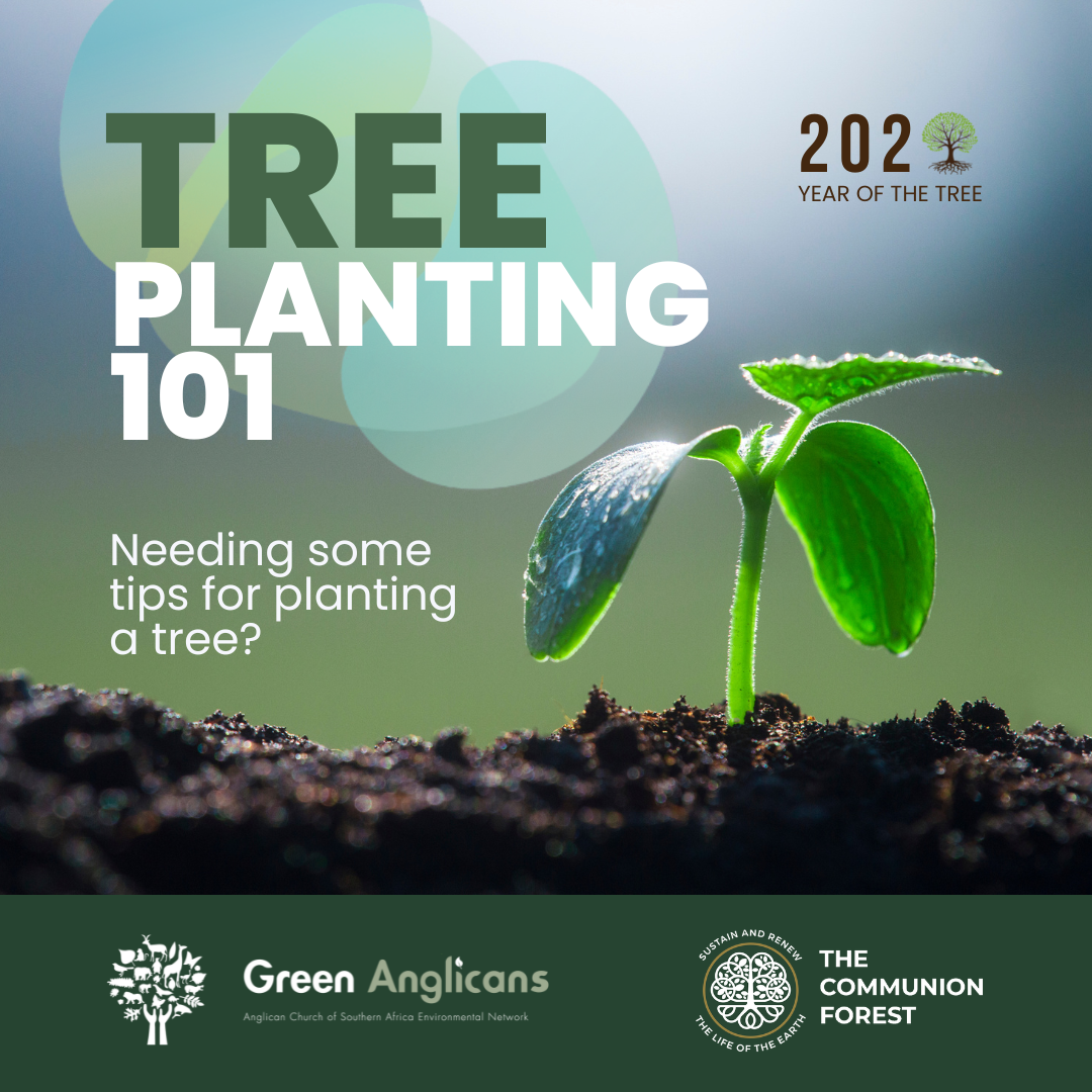 Tree Planting 101 Green Anglicans